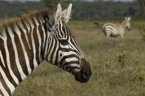 zebra